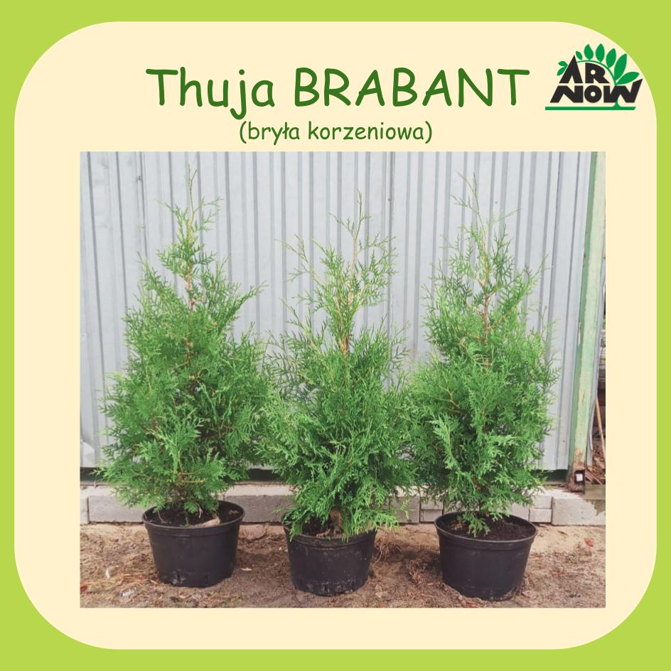 wiosna thuja tuja BRABANT 2024 arnow szkółka roślin ozdobnych wrocła rośliny ozdobne.jpg
